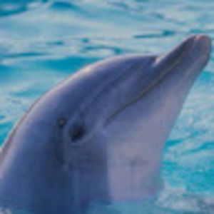 Meet your Posher, Lily